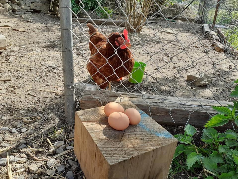 Penzion Mala Farma Nemojany מראה חיצוני תמונה